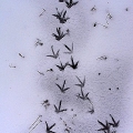 Footprints-in-snow