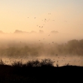 Mist and Geese over Gravel Pits