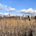 Reedbed