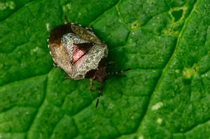 Woundwort Sheild Bug 