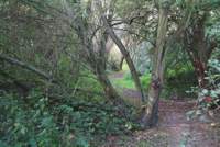 Willow Walk