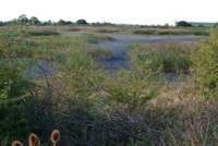 Dry End of Slurry Lagoon