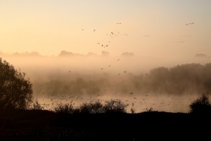 Mist and Geese