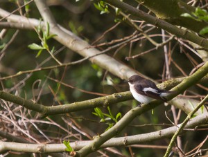 Pied Flycatcher in Boundary Hedge by Michael Wormall.