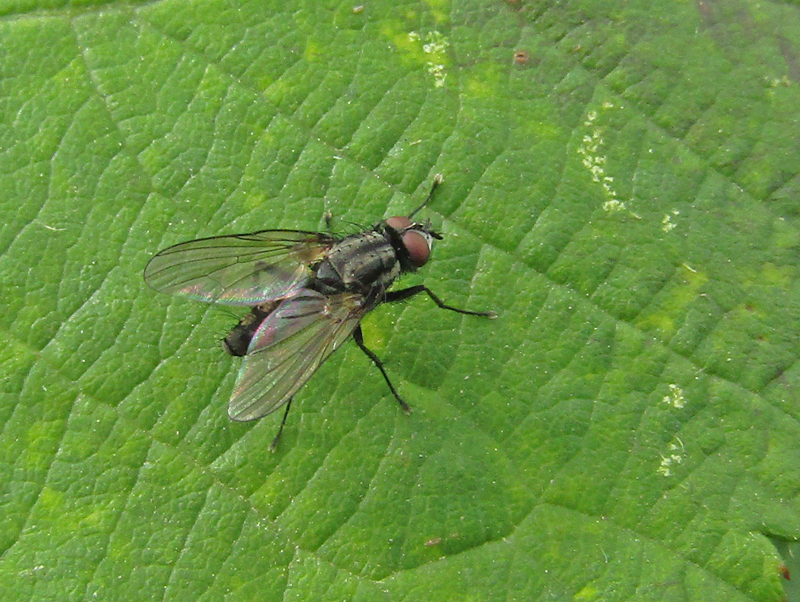 Cabbage Rootfly Gedling Conservation Trust, Nottingham