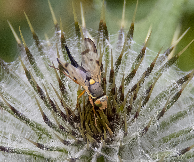 Bull Thistle Gall Fly Gedling Conservation Trust Nottingham