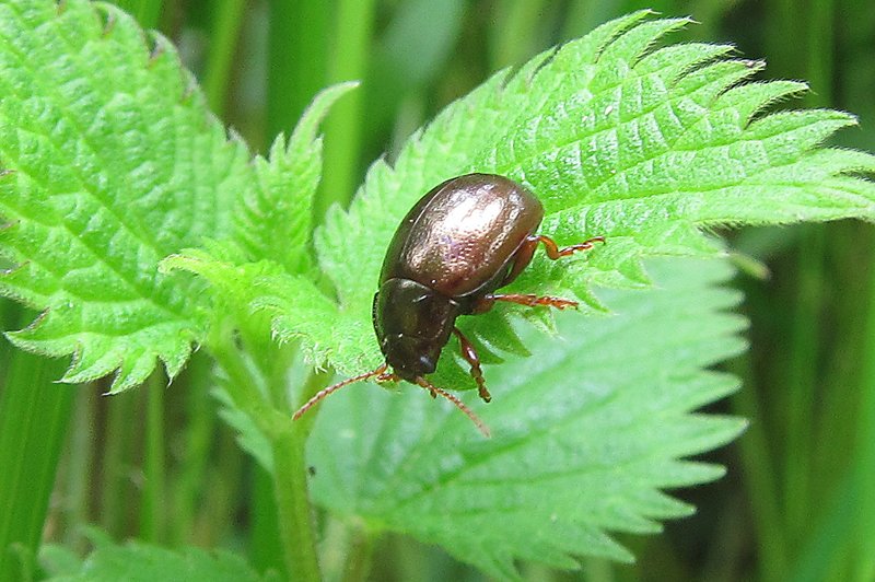 Brown Mint Leaf Beetle | Gedling Conservation Trust, Nottingham