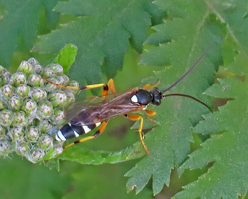 Ichneumon Gedling Conservation Trust Nottingham