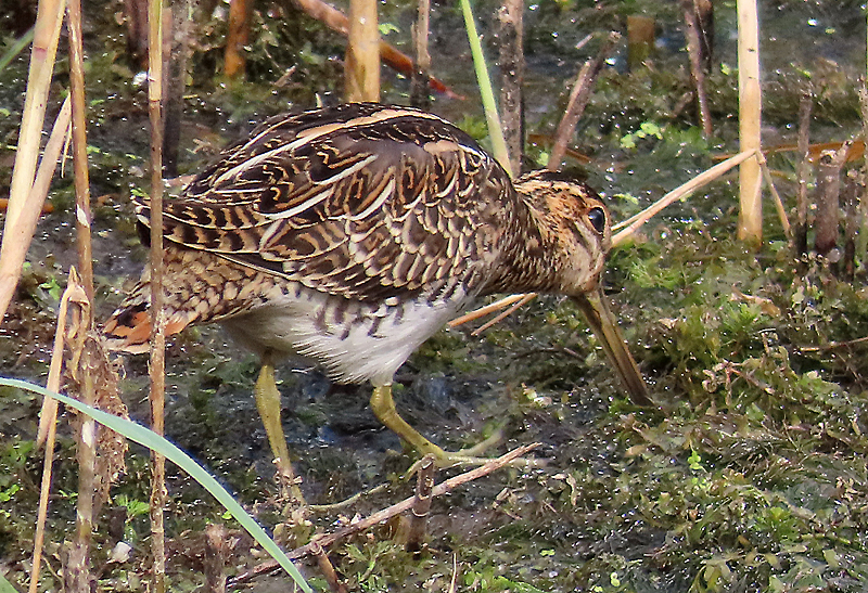 IMG_1596a - Snipe